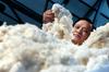 Video: Avstralska kmeta našla najbolj volnasto ovco na svetu