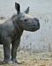 Foto: Končno dočakali belo nosoroginjo