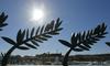 60 let zlate palme Cannesa, pestra retrospektiva v mariborskem Udarniku