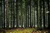 Državno gozdarsko podjetje znova na mizi vladnih predlogov