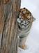 Video: Tiger se je spoprijateljil z živim plenom - kozličkom
