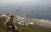 Težavne in požrešne opice se z Gibraltarja selijo na Škotsko