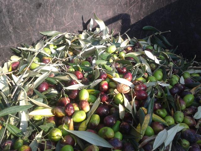 Letošnja sezona oljk je zaradi slabega vremena in oljčne mušice precej slabša kot v preteklih letih. Foto: MMC RTV SLO