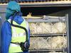 WHO svari pred širjenjem nove vrste ptičje gripe