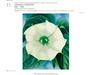 Bela roža Georgie O'Keeffe podrla dražbeni rekord za delo ženske avtorice