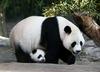 Populacija orjaških divjih pand na Kitajskem občutno narasla