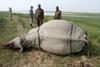 Neslavna statistika: V letu 2014 pobili rekordno število nosorogov