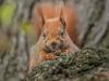 Veverice doma v gozdovih, a obožujejo tudi mestne parke