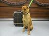 Zapuščeni pes Kai pristal na postaji, ker ga je prodajal goljuf