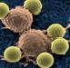 Rakave celice napadli z gensko spremenjenimi virusi