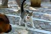 Medo - edini pes na Hrvaškem s sodno prepovedjo lajanja