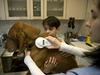 Rokov cepljenja se morajo skrbniki psov strogo držati