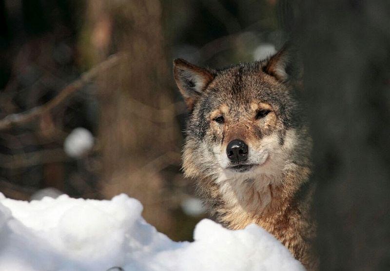 Obstoj volkov v Sloveniji je odvisen od vrste dejavnikov, ki so jih člani projekta SloWolf poskušali preučiti, nato pa zbrano znanje vključiti v varstvo in upravljanje te vrste. S projektom so dobili prvo natančno in objektivno oceno številčnosti volkov pri nas. Ocenjena največja letna številčnost volkov v Sloveniji v trajanju projekta je bila okrog 39 osebkov, ki so sestavljali osem do 11 tropov. Foto: Miha Krofel/volkovi.si