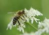 Se bodo čebele po kriznem letu pobrale? V pomoč bo tudi premišljeno sajenje rastlin.