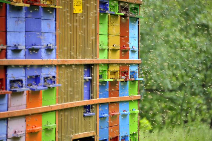 Tudi v čebelarstvu so lani občutili visoke cene reprodukcijskih materialov, zaradi česar jim je vlada namenila 10 evrov pomoči na panj. Foto: BoBo