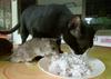 Foto: Kdo pravi, da mačka in miš ne moreta jesti z istega krožnika?