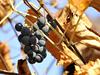 Primorski vinogradniki napovedujejo letino desetletja