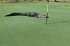 Foto: Golf s štirimetrskim aligatorjem? Na Floridi nič nenavadnega.