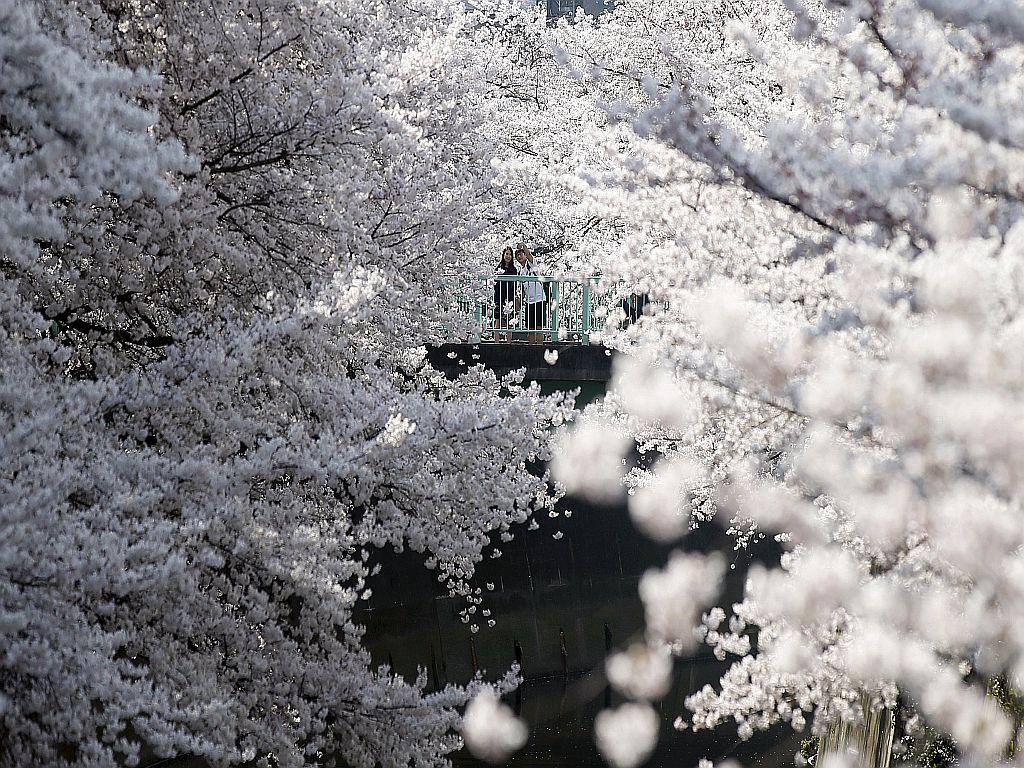Velike krošnje cvetočih češenj. Na mostičku stoji mlad par in fotografira cvetove. Foto: Reuters