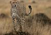 Indija sklenila dogovor z Južno Afriko v želji, da ponovno naseli geparde