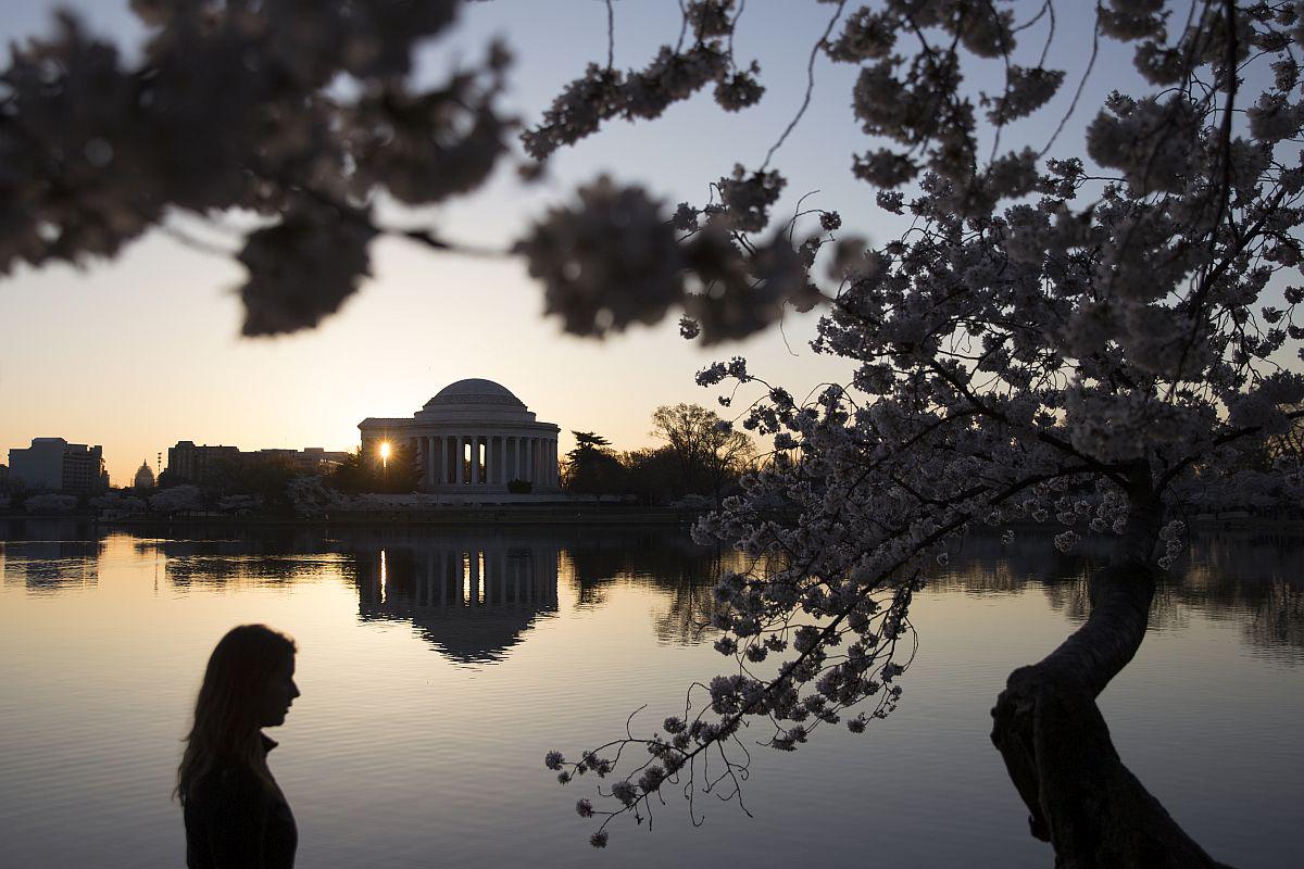Japonske češnje v Washingtonu. Foto: EPA