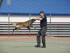 Foto: Službeni pes - desna roka policistov