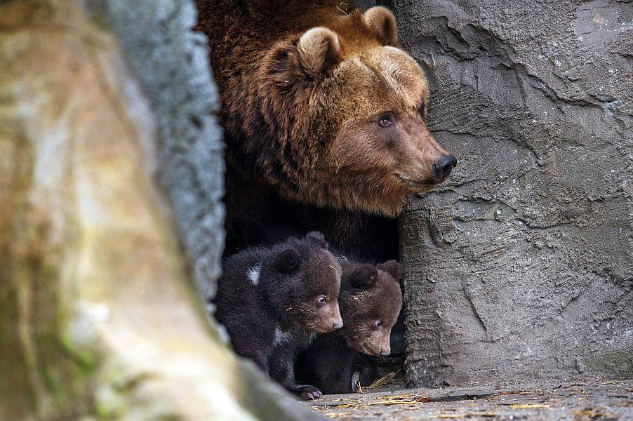 Rjavi medvedi običajno zimsko spanje začnejo konec novembra in se na prostem ne prikažejo vse do začetka aprila. Foto: EPA