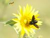 Divje čebele - najbolj pridne opraševalke