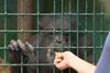 Šimpanz Boris uspešno prestal selitev iz Zagreba v Ljubljano