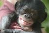 Foto: Mala šimpanzovka prepotovala pol ZDA za topel mačehin objem