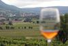 Vino podira meje - slovenski vinarji 