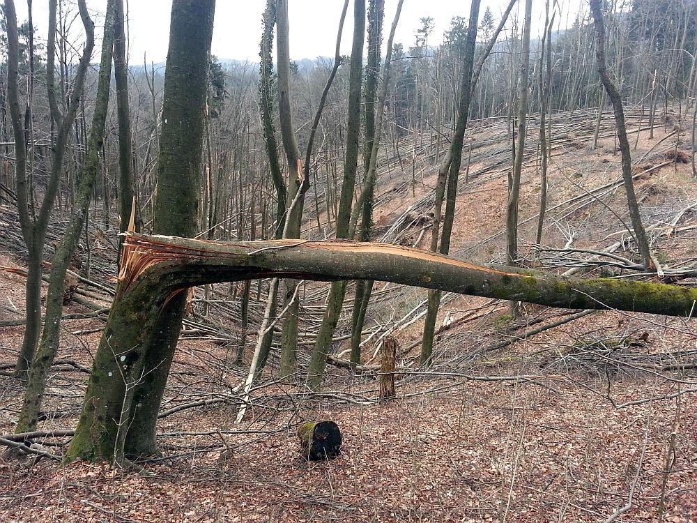 Lanski žled je povzročil pravo katastrofo v slovenskih gozdovih. Foto: BoBo