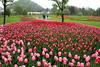 Video: Za vsakega Slovenca bo zacvetel en tulipan