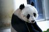 Džja Džja – panda, ki s 37 leti podira starostne rekorde