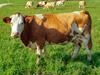 Živinorejci obupujejo nad stroški krme in repromaterialov