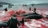 Še en množični pokol kitov na Ferskih otokih v imenu tradicije