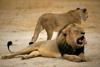 Ameriški zobozdravnik ubil Cecila, najslavnejšega leva v Zimbabveju