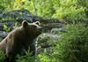 V enem letu nameravajo odstreliti 89 medvedov in odvzeti sedem volkov