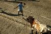 Na festivalih po Španiji biki pokončali sedem ljudi