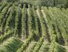 Slovenski vinarji postajajo del evropske vinske zgodbe