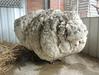 Foto: Nov rekord - z ovce ostrigli kar 40 kilogramov volne