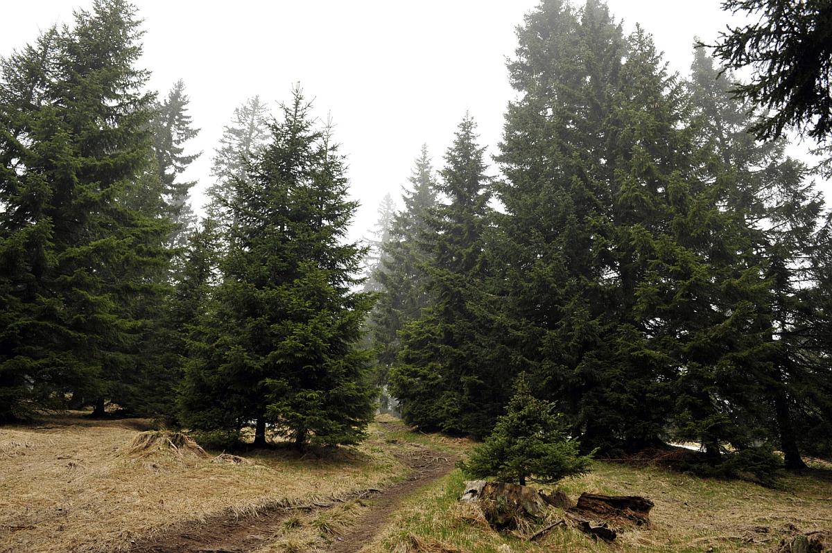 Sklad kmetijskih zemljišč in gozdov je objavil razpis za oddajo del v državnih gozdovih. Foto: BoBo