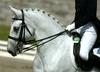 Židana skrbi združitev kobilarne in turistične dejavnosti v Lipici