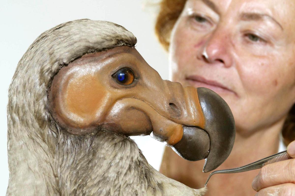 Dodo je ena najbolj dokumentiranih izumrlih vrst. Gre za ptiča iz družine golobov. Odkrit je bil leta 1507, izumrl je še pred letom 1700. Foto: AP