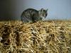 Mačja vasica - prehodni dom za zapuščene mačke