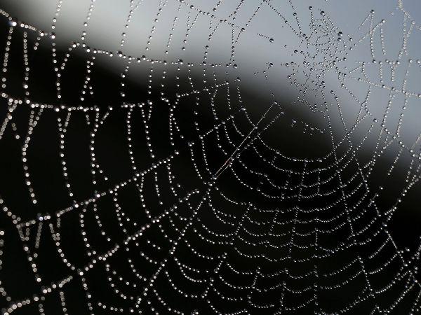 Simbolična fotografija pajkove mreže. Foto: Reuters