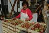 Foto: Kozjansko, kjer stare sorte jabolk še živijo
