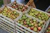 Pozeba okrnila oskrbo z domačim sadjem – slaba tudi letina jabolk in hrušk