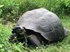 Samo 250 jih je - na Galapagosu odkrili novo vrsto velikih želv