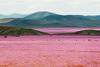 Foto: Izreden pojav v Atacami - puščava cveti kot že desetletja ne